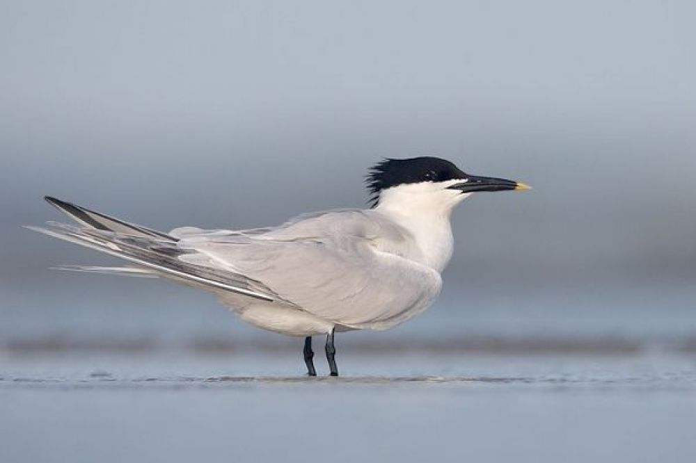 Sandwich Tern - Breeding Plumage