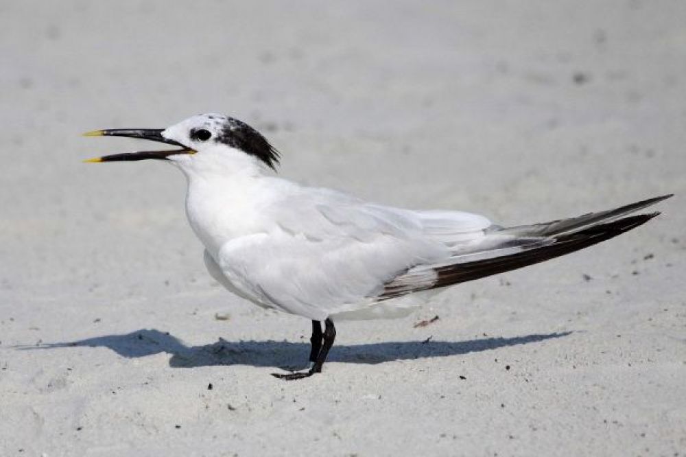 Sandwich Tern (Thalasseus sandvicensis)