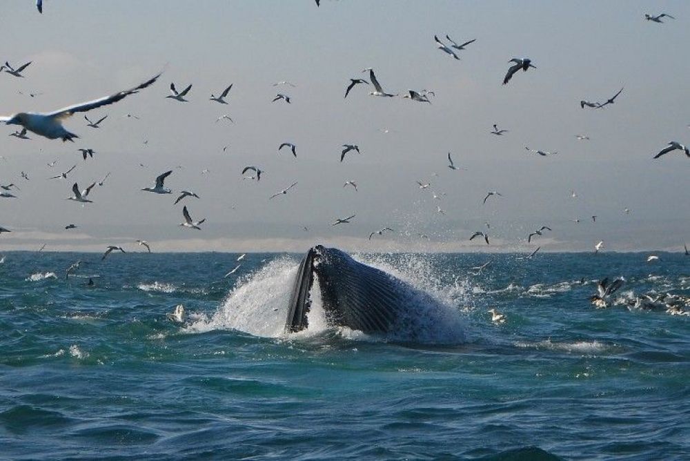 sardinerunsurfturf_28740.jpg