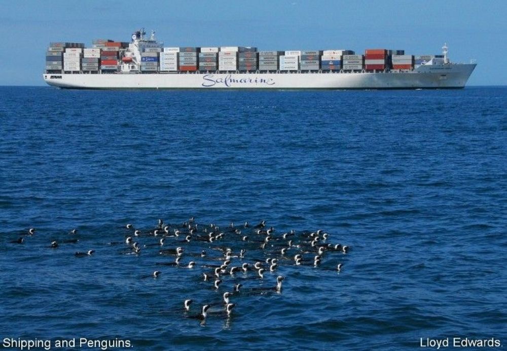 shipping_and_penguins.jpg