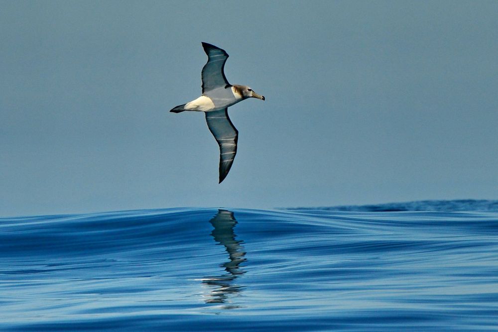 SHY ALBATROSS (THALASSARCHE CAUTA)