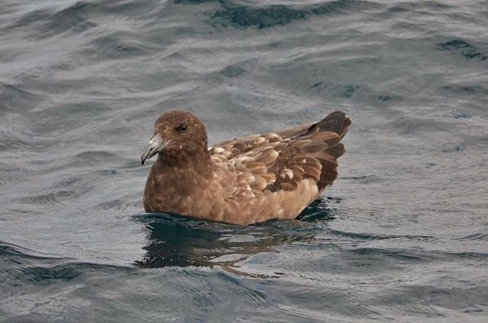 Sub-Antarctic Skua (Stercorarius antarcticus)