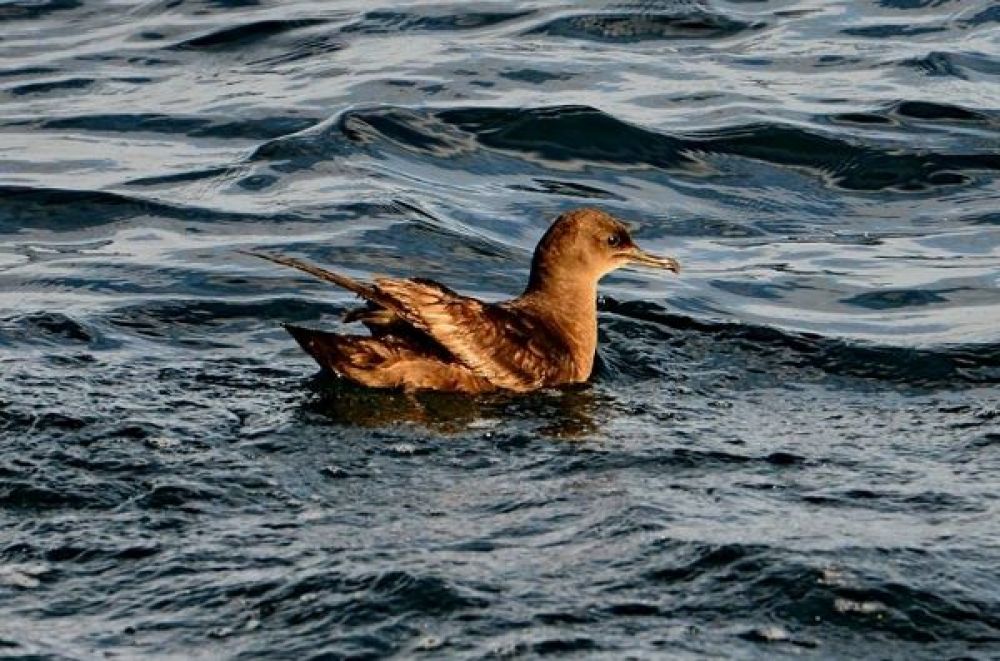 Sooty Shearwater (Ardenna griseus)