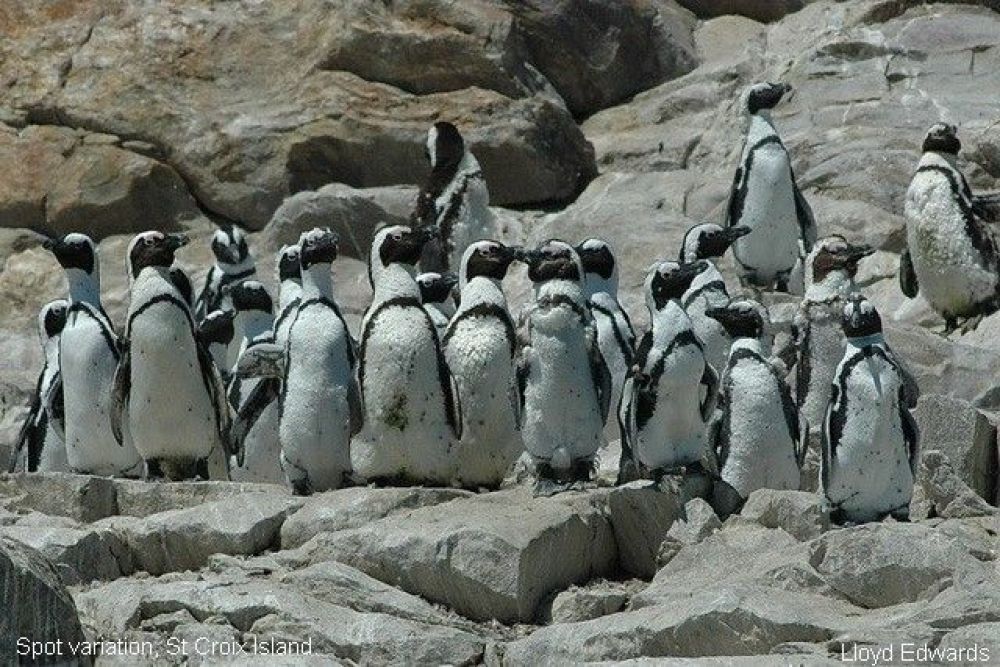 spot_variation_st_croix_island.jpg