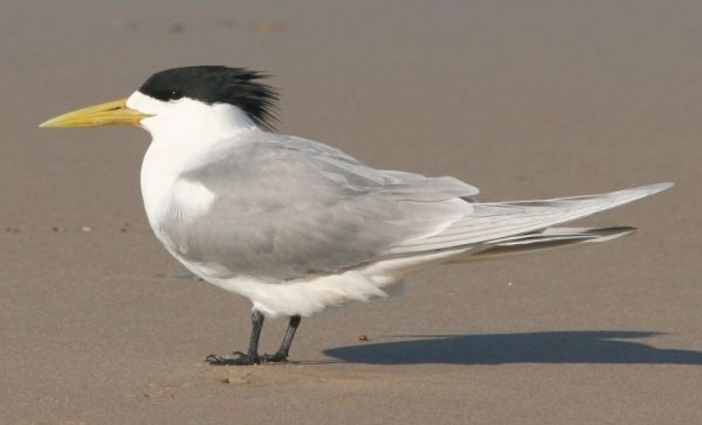Swift Tern