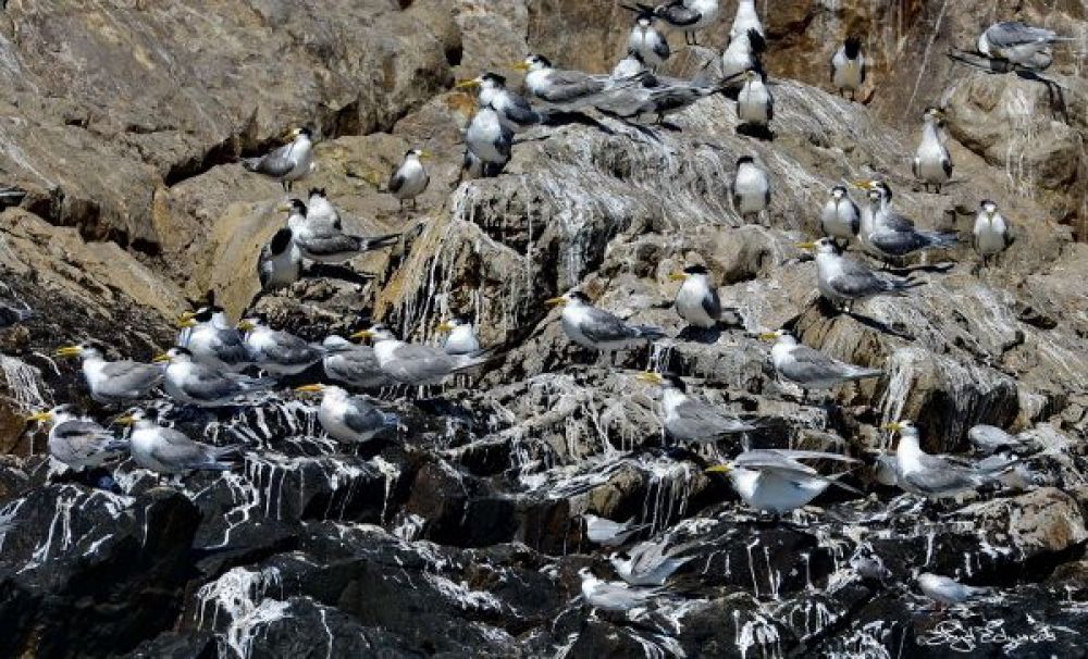 Swift Terns