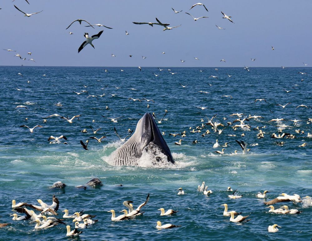 whale_watching_cruises_port_elizabeth_south_africa.jpg