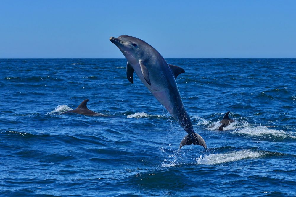 Whale Watching - Dolphin Watching - Sea Cruise