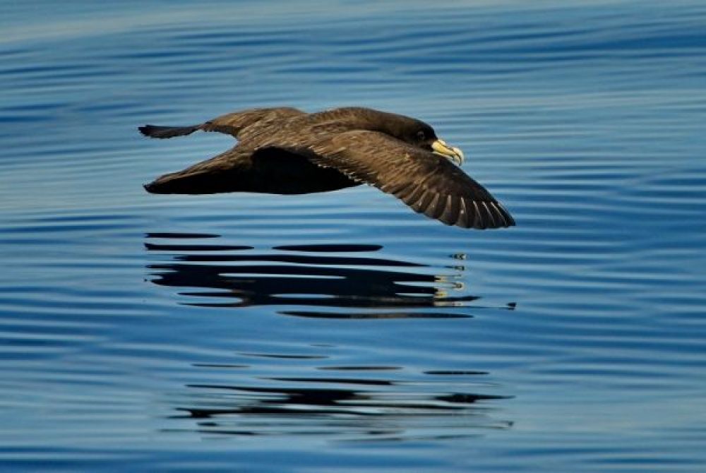 White-Chinned Petrel (Procellaria aequinoctialis)