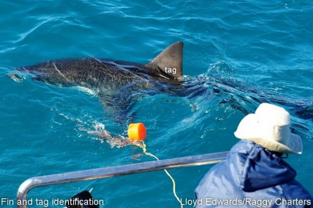 white_shark_research_11_740x493.jpg