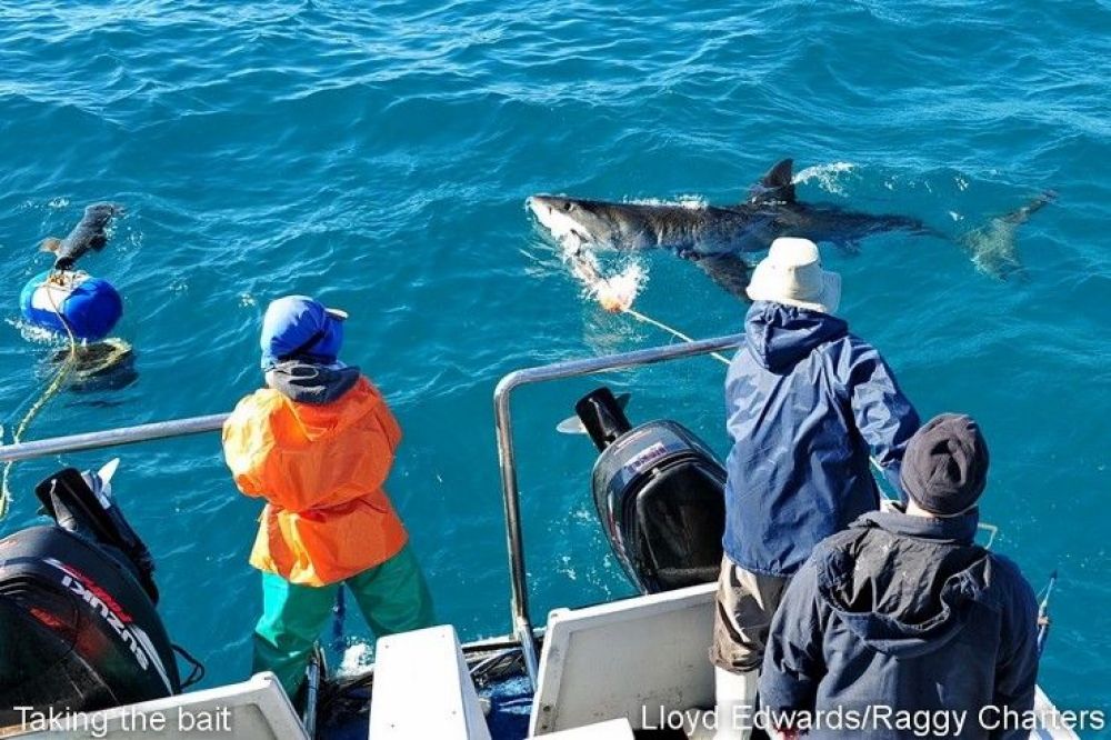 white_shark_research_14_740x493.jpg