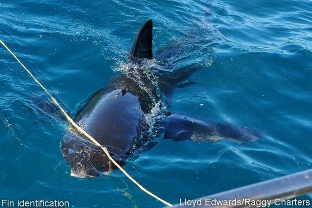 white_shark_research_16_740x493.jpg