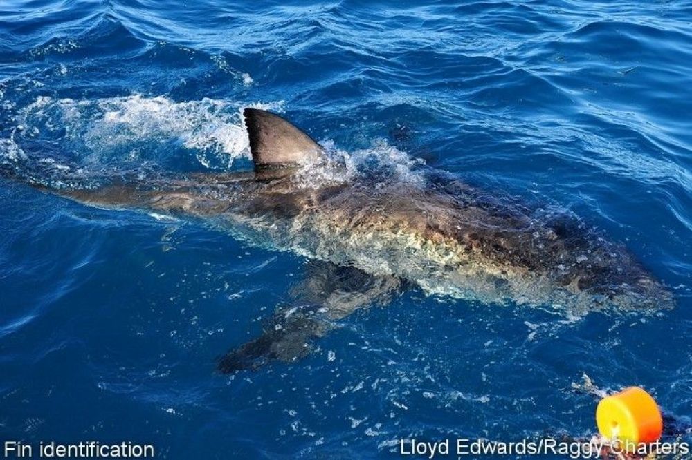 white_shark_research_17_740x493.jpg