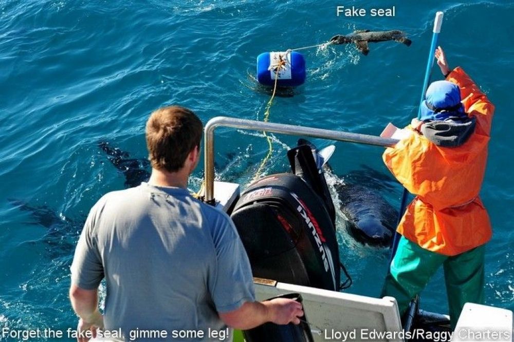 white_shark_research_6_740x493.jpg