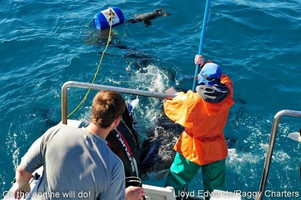white_shark_research_7_740x493.jpg