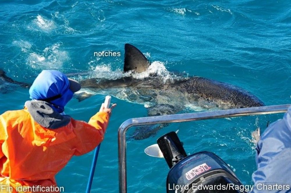white_shark_research_9_740x493.jpg