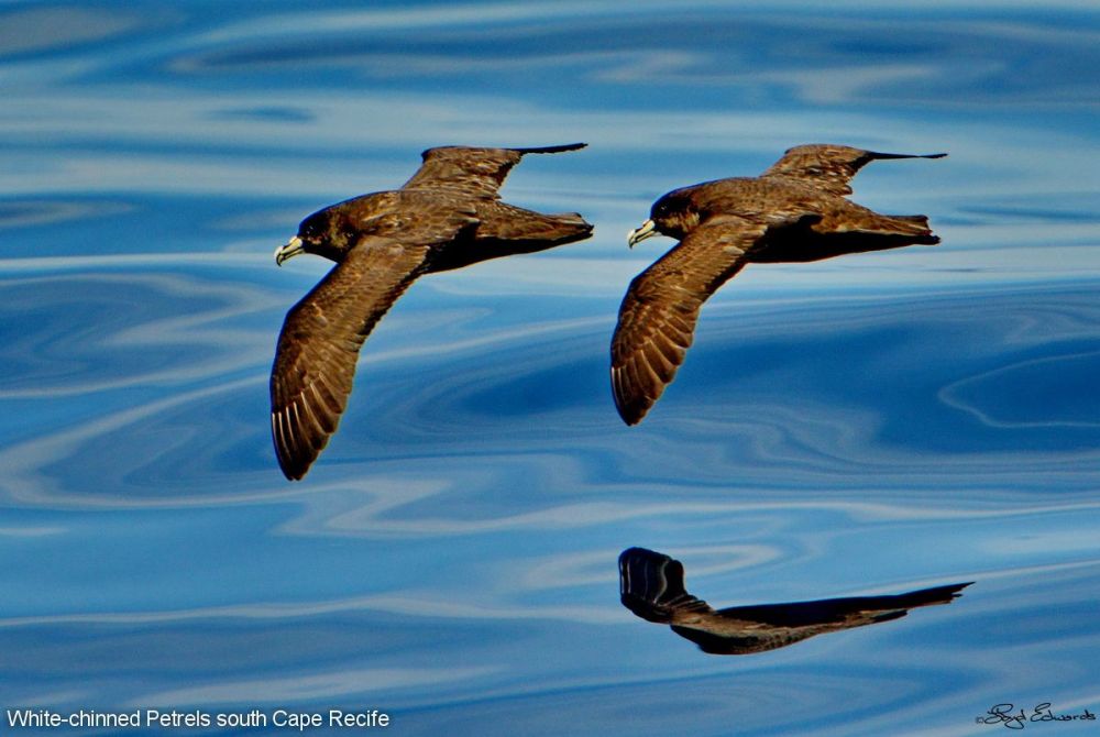 White-Chinned Petrel (Procellaria aequinoctialis)