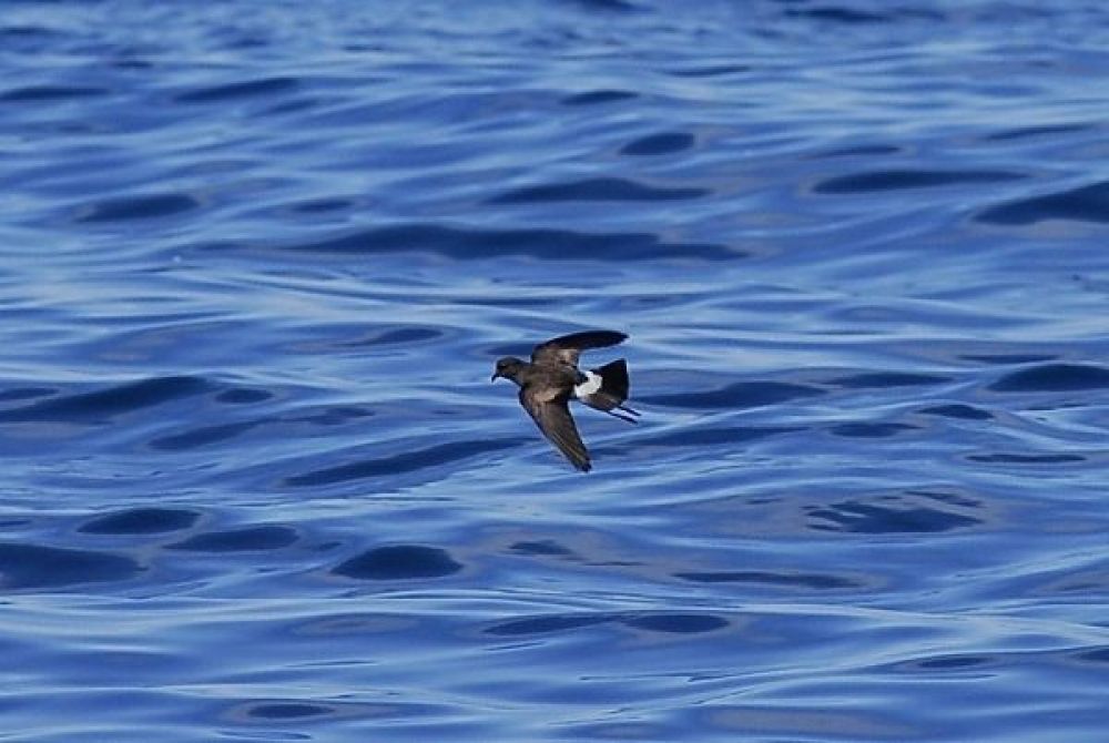 Wilson's Storm Petrel (Oceanites oceanicus)