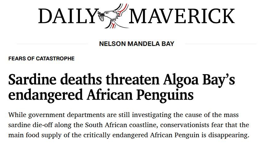 daily_maverick_penguins_and_sardine_article_2sept2026.jpg