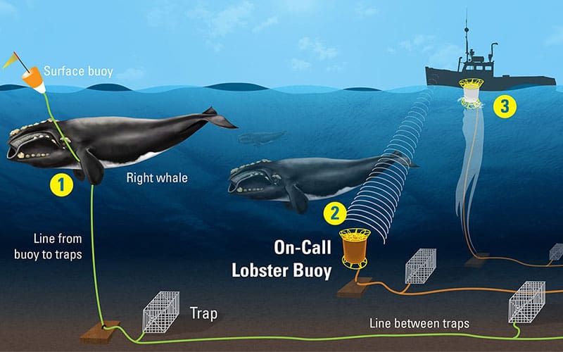 detailropelessgearrightwhalewhoi.jpg