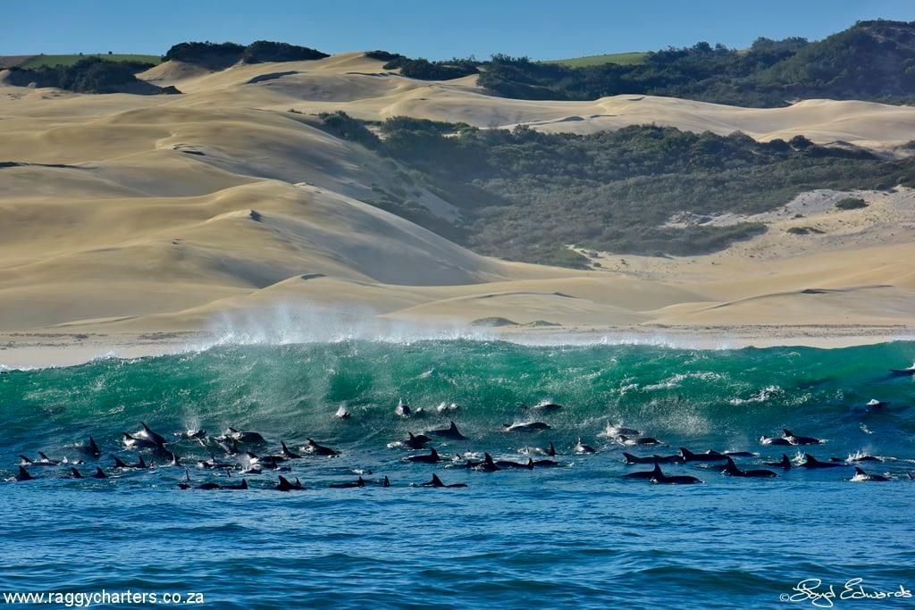 dolphins_alex_dunes_jul_2021147620229.jpg