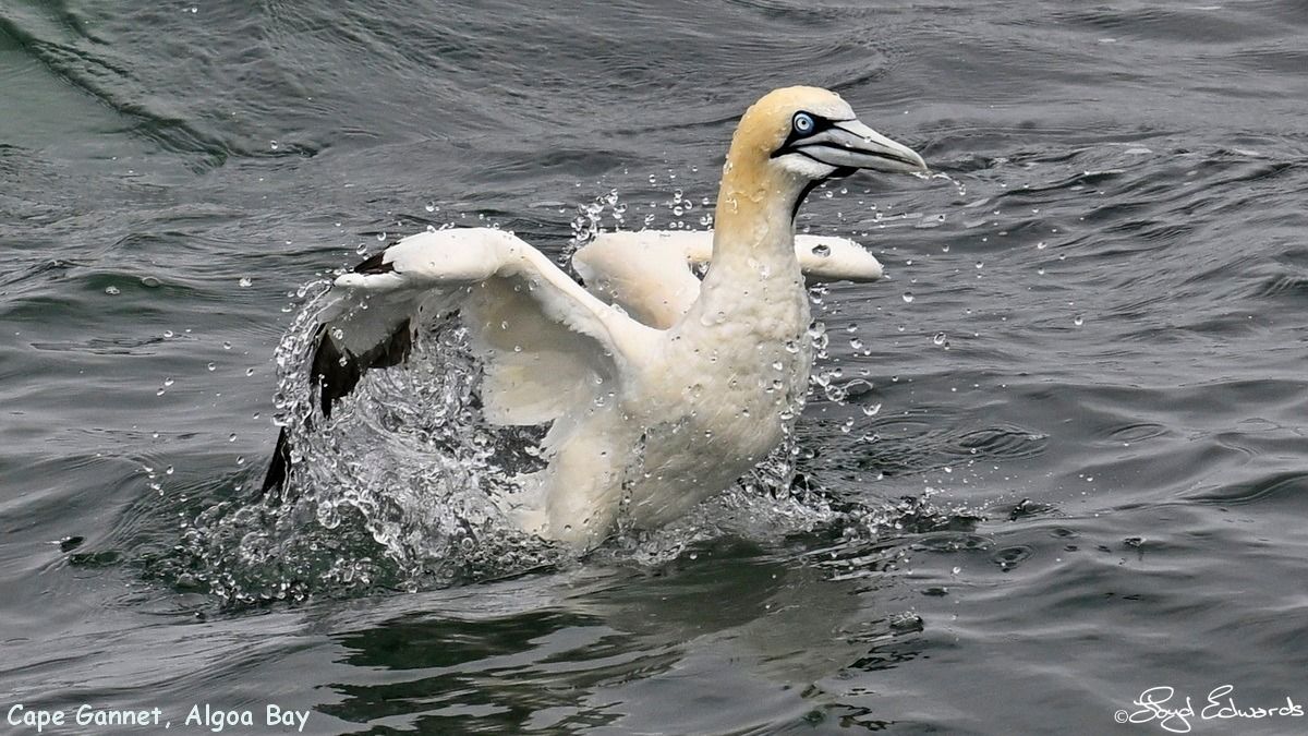 gannets_bait_ball_10dec2025le_fb_1.jpg
