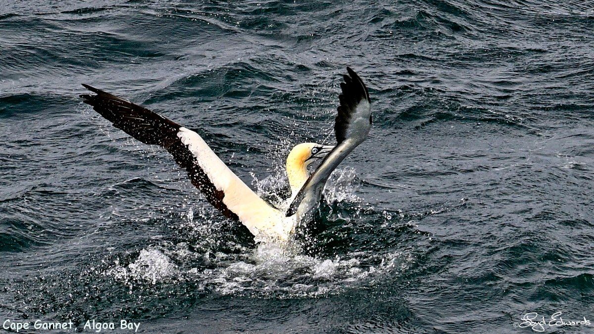 gannets_bait_ball_10dec2025le_fb_2.jpg