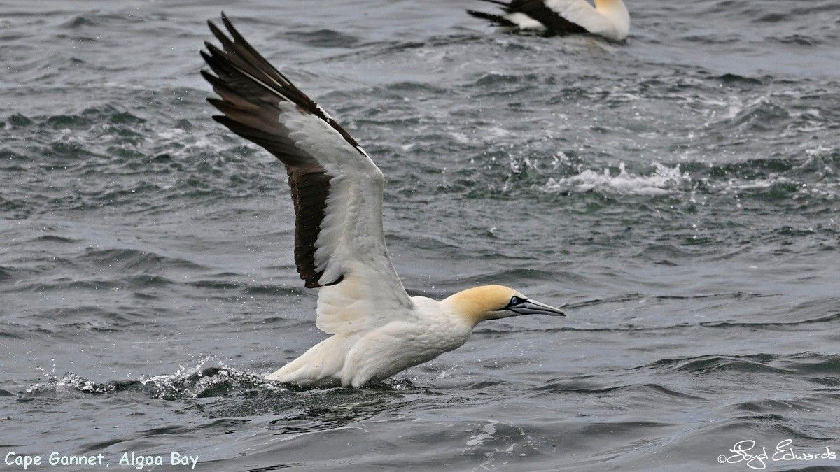 gannets_bait_ball_10dec2025le_fb_3.jpg