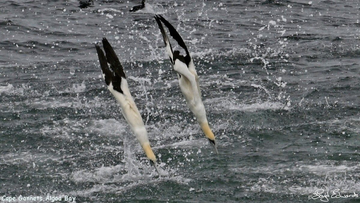 gannets_bait_ball_10dec2025le_fb_4.jpg