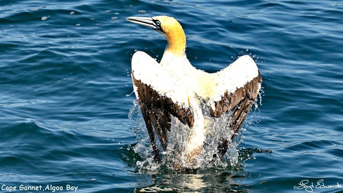 gannets_bait_ball_10dec2025le_fb_5.jpg