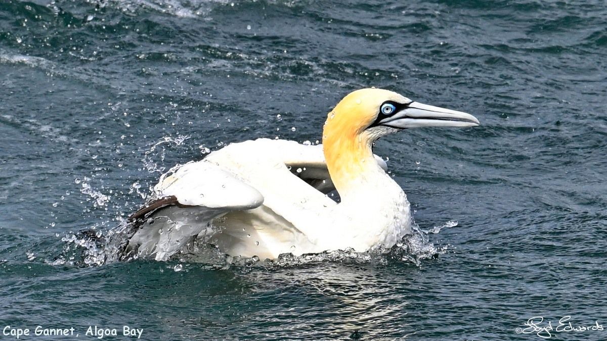 gannets_bait_ball_10dec2025le_fb_6.jpg
