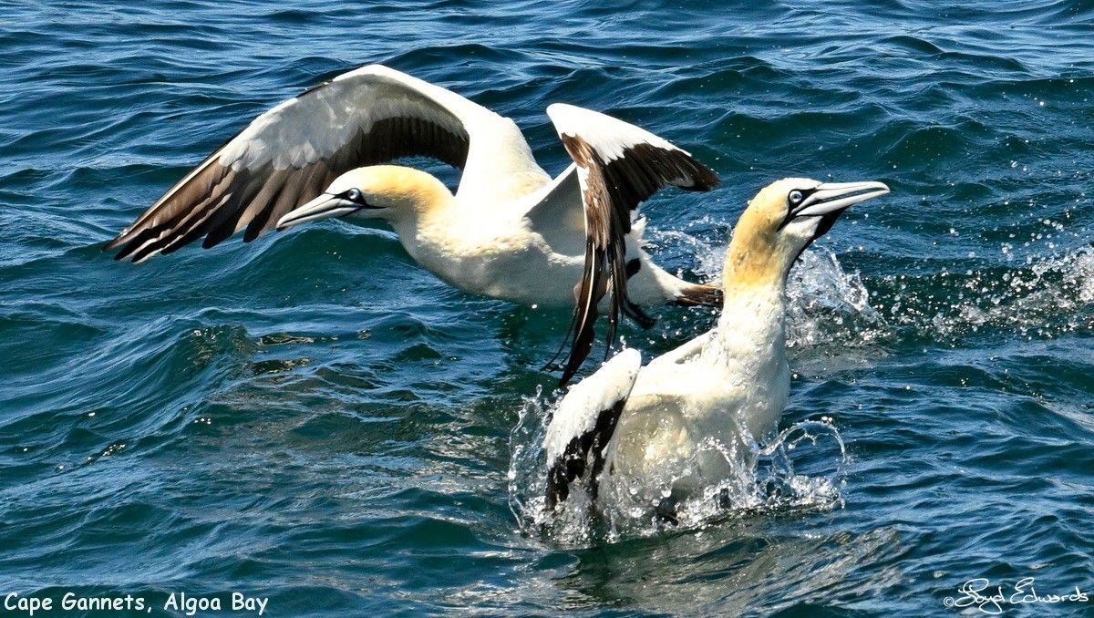 gannets_bait_ball_10dec2025le_fb_7.jpg