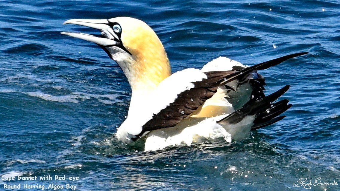 gannets_bait_ball_10dec2025le_fb_8.jpg
