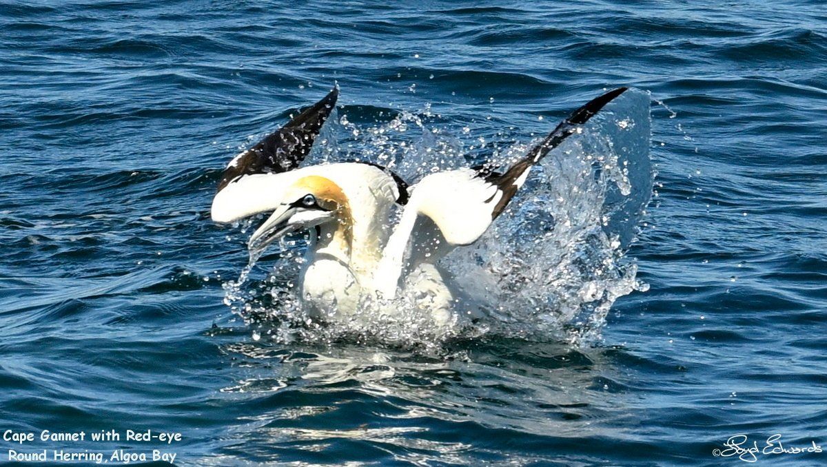 gannets_bait_ball_10dec2025le_fb_9.jpg
