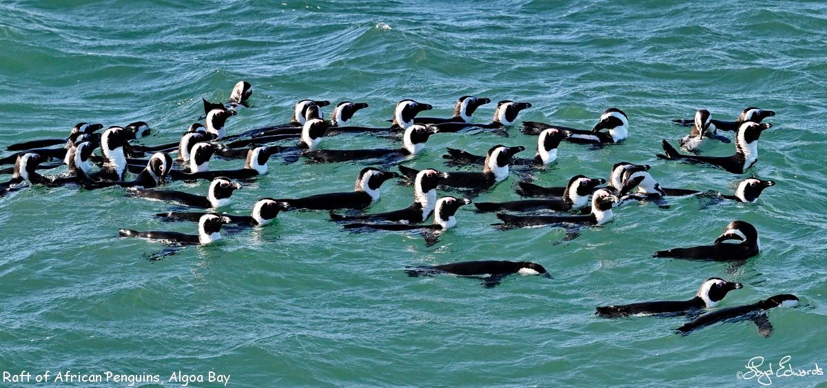 penguin_4.jpg
