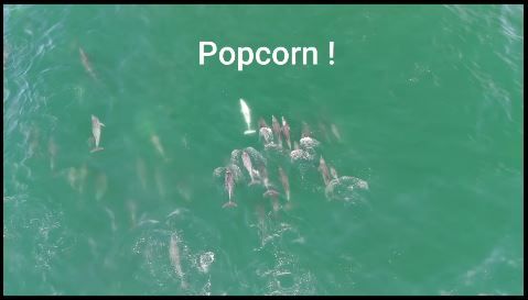 popcorn_video_thumbnail_7apr2026_sp_fb.jpg