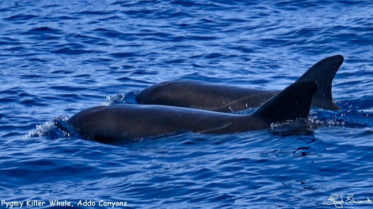 pygmey_whales_5.jpg