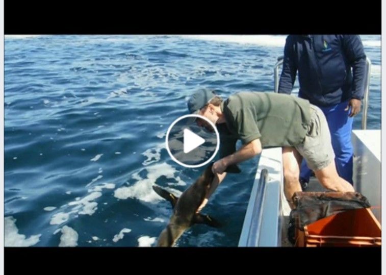 silky_seal_release_5dec181720387907.jpg
