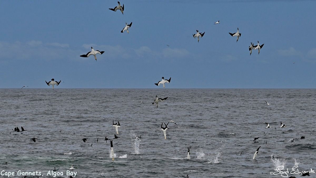 small_sardine_le_fb_14dec2025_7.jpg