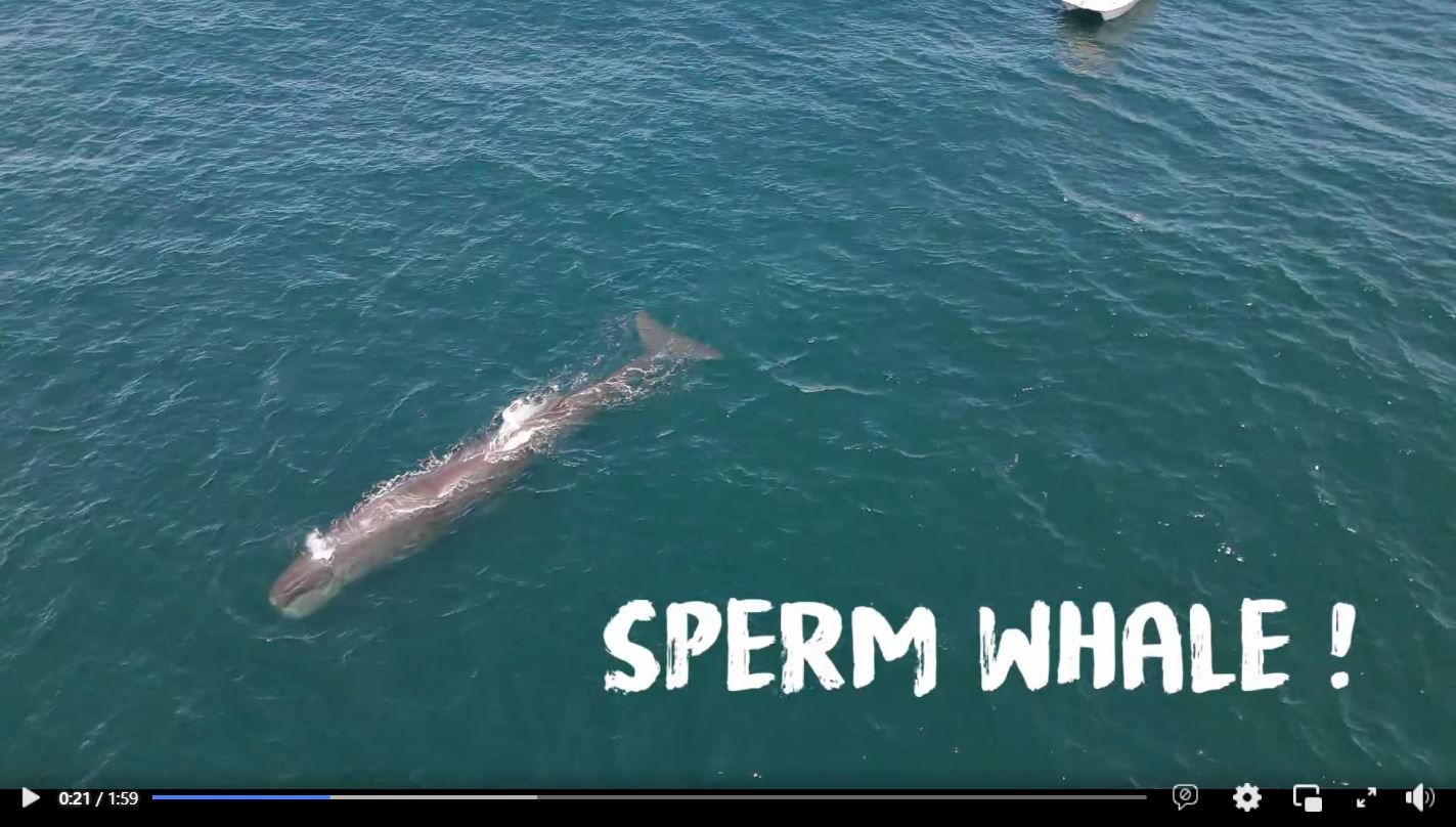 sperm_whale_video_thumbnail.jpg